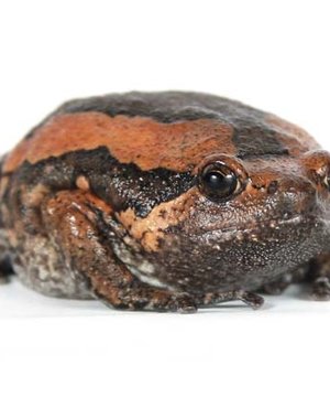 Chubby Frog