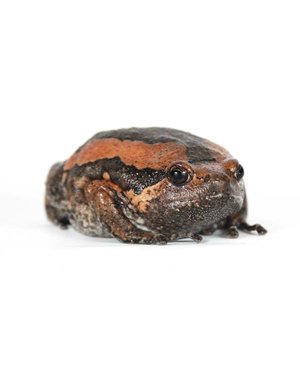  Chubby Frog