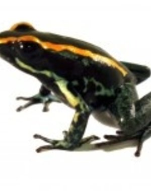 Phyllobates vittatus