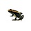 Phyllobates vittatus