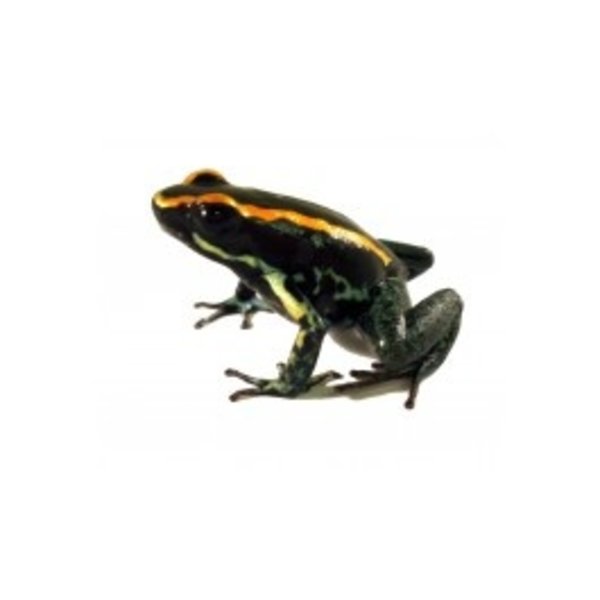 Phyllobates vittatus