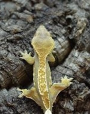 Crested Gecko Baby (Select)