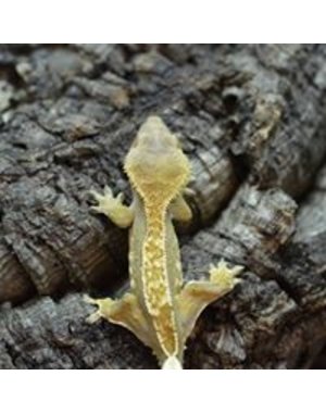  Crested Gecko Baby (Select)