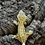 Crested Gecko Baby (Select)