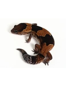  African Fat Tail Gecko