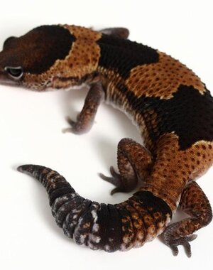  African Fat Tail Gecko