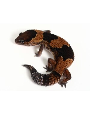  African Fat Tail Gecko