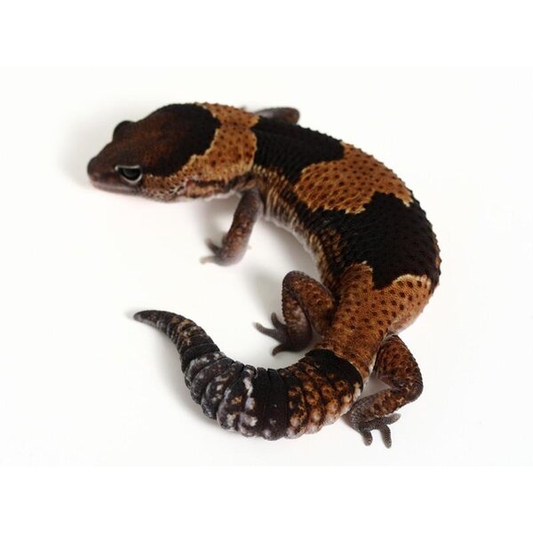 African Fat Tail Gecko