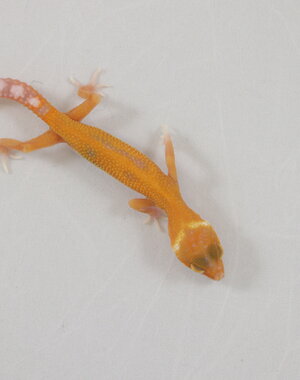  Sunglow Leopard Gecko
