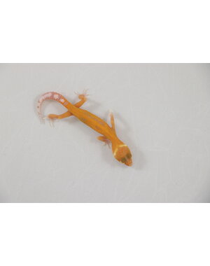  Sunglow Leopard Gecko