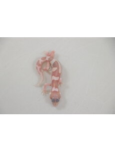 RAPTOR Leopard Gecko