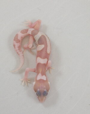  RAPTOR Leopard Gecko