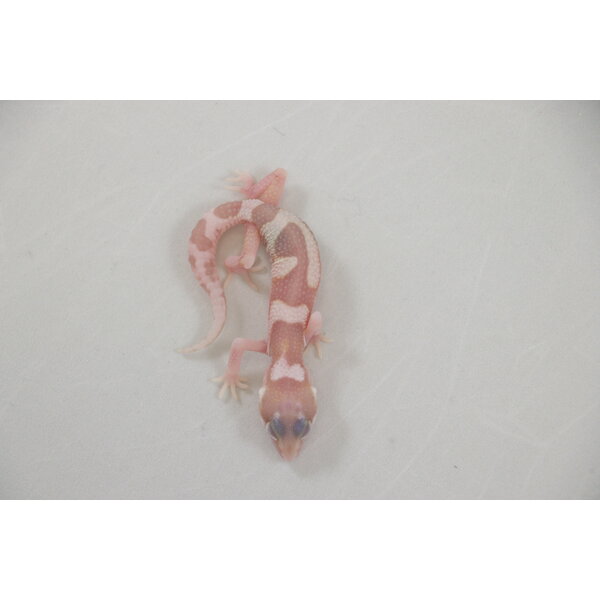 RAPTOR Leopard Gecko