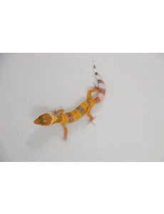  Hypo Tangerine Leopard Gecko