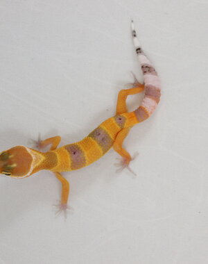  Hypo Tangerine Leopard Gecko