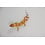 Hypo Tangerine Leopard Gecko