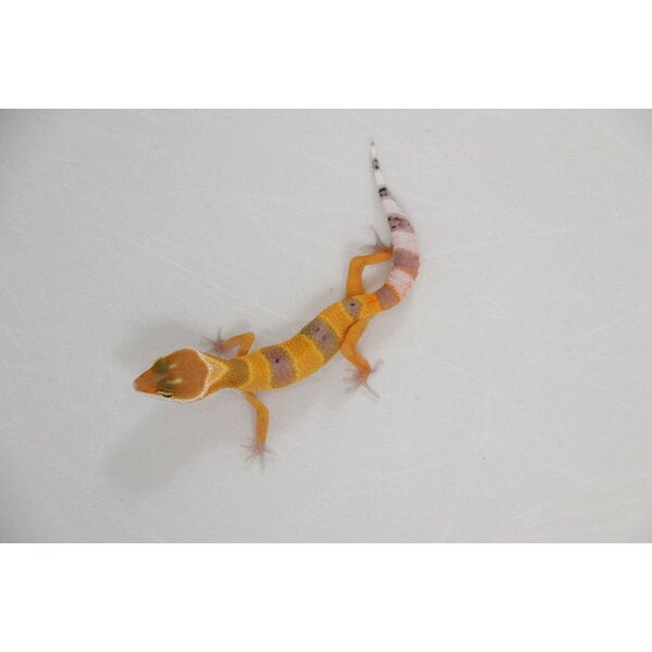 Hypo Tangerine Leopard Gecko