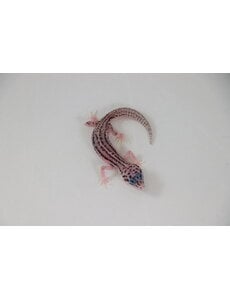  Super Snow Leopard Gecko