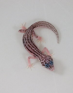  Super Snow Leopard Gecko