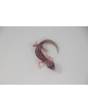  Super Snow Leopard Gecko