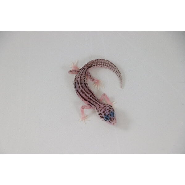 Super Snow Leopard Gecko