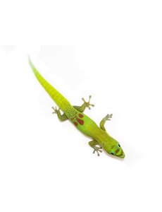  Gold Dust Day Gecko (CB)