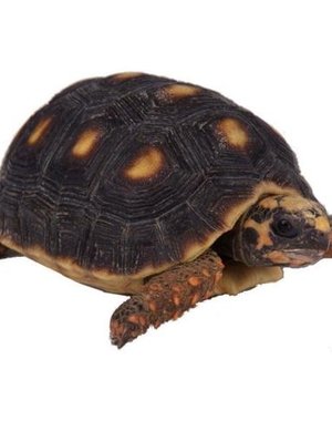  Red Foot Tortoise