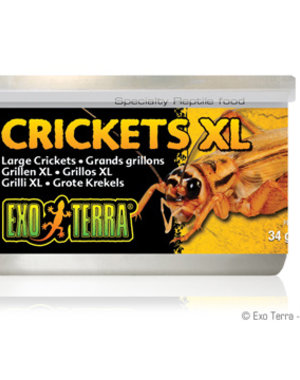 Exo Terra Exo Terra Canned Crickets XL 1.2 oz
