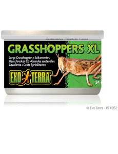 Exo Terra Exo Terra Canned Grasshoppers XL