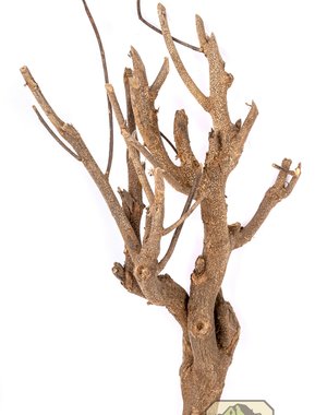 Newcal Pet NewCal Curry Tree Branch 12-19"