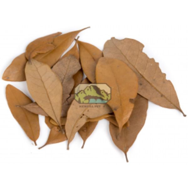 Newcal Pet NewCal Live Oak Leaves