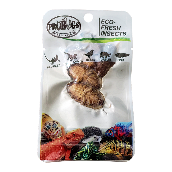 ProBugs ProBugs Eco-Fresh Dubia Cockroach Single Package