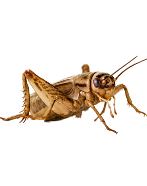 Crickets