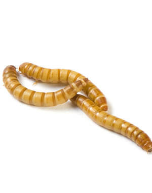 Mealworms