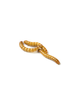  Mealworms