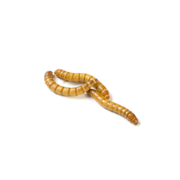 Mealworms