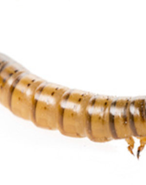 Superworms