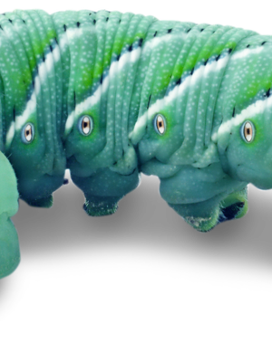 Hornworms