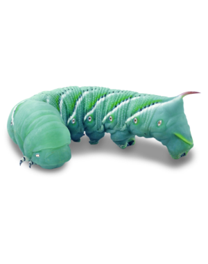  Hornworms