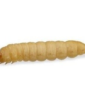 Waxworms
