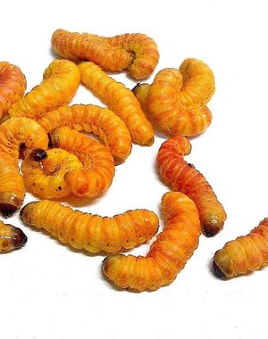 Butterworms