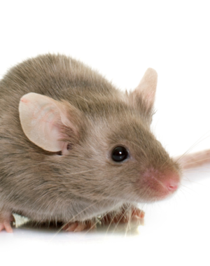 Frozen Feeder Mice