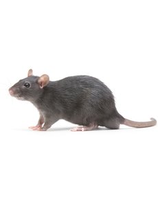  Frozen Feeder Rats