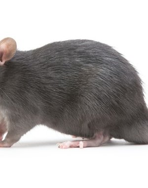 Frozen Feeder Rats