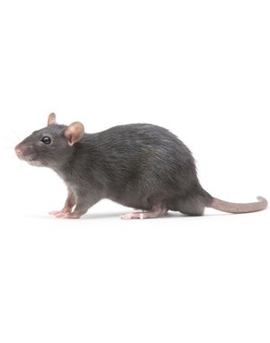  Frozen Feeder Rats