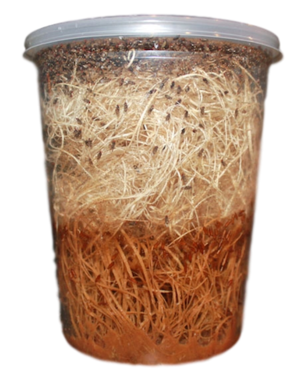 Fruit Fly Culture - Melanogaster (Smaller Species)