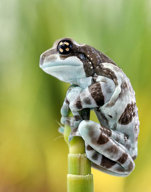  Amazon Milk Frogs