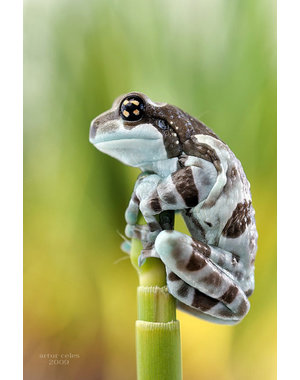  Amazon Milk Frogs