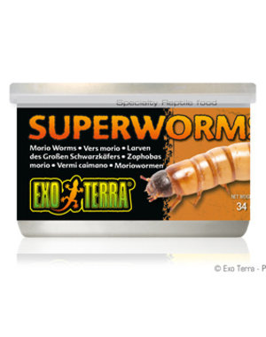 Exo Terra Exo Terra Canned SuperWorms 1.2 oz