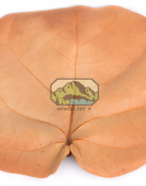 Newcal Pet NewCal Sea Grape Leaves (10 Pack)